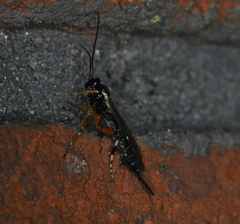 Itoplectis conquisitor