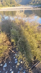 Coprosma propinqua