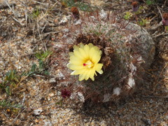 Parodia scopa