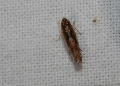 Scaphoideus omani