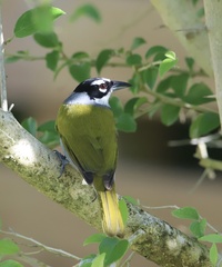 Phaenicophilus palmarum