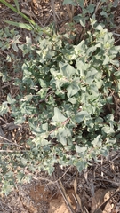 Atriplex halimus