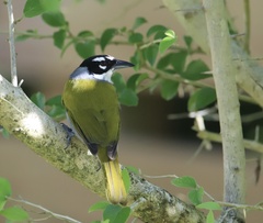 Phaenicophilus palmarum