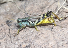 Melanoplus eumera