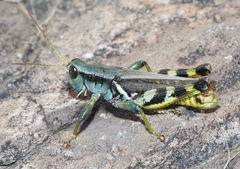 Melanoplus eumera