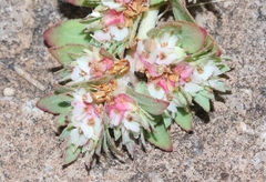 Euphorbia indivisa