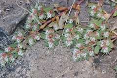 Euphorbia indivisa