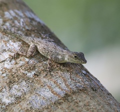 Anolis distichus