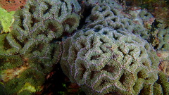 Ricordea florida