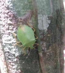 Chlorocoris