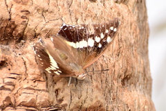 Charaxes solon
