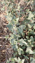 Atriplex halimus