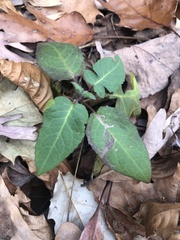 Polymnia canadensis