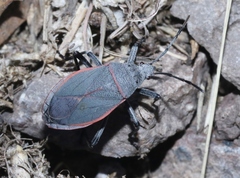 Largus semipunctatus