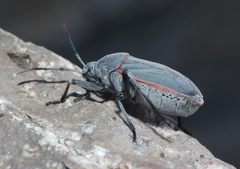 Largus semipunctatus