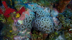 Ricordea florida