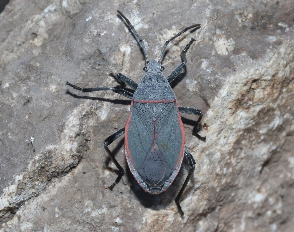 Largus semipunctatus