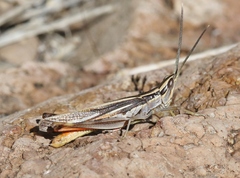 Mermiria texana