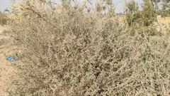 Atriplex halimus