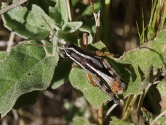 Phaedrotettix palmeri