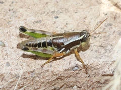 Phaedrotettix palmeri
