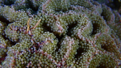 Ricordea florida