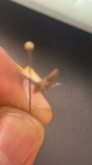 Homalodisca vitripennis