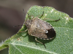 Moromorpha tetra