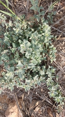 Atriplex halimus