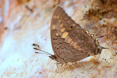 Charaxes solon