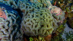 Ricordea florida