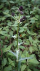Eryngium serratum