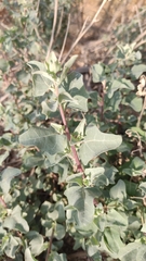 Atriplex halimus