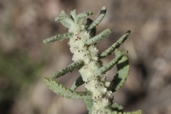 Buddleja scordioides