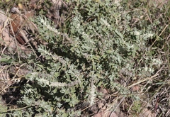 Buddleja scordioides