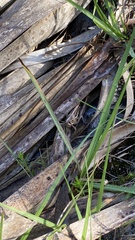 Schistocerca serialis cubense