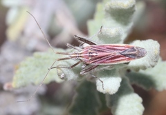 Phytocoris roseipennis