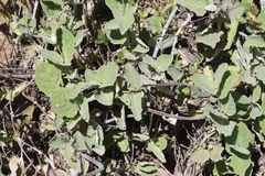 Mandevilla macrosiphon