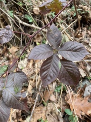 Rubus allegheniensis