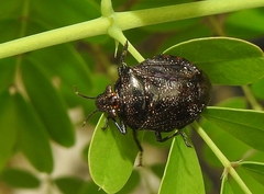 Antiteuchus
