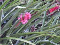 Aechmea distichantha