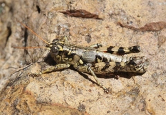 Agroecotettix modestus
