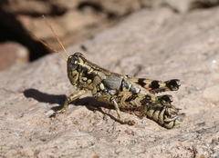 Agroecotettix modestus