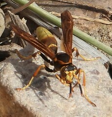 Polistes comanchus