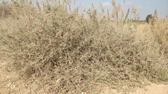 Atriplex halimus