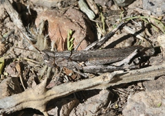 Acantherus piperatus