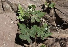 Notholaena standleyi