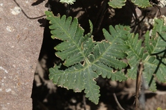 Notholaena standleyi