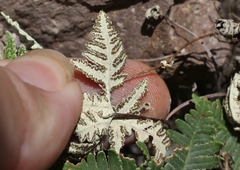 Notholaena standleyi