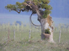 Phytolacca dioica
